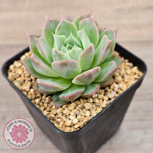 Load image into Gallery viewer, Echeveria 'Conch Girl' aka 'Seashell'