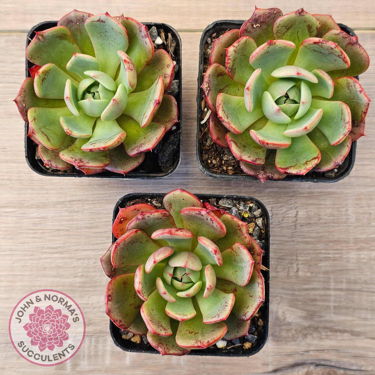 Echeveria Secunda x Puebla