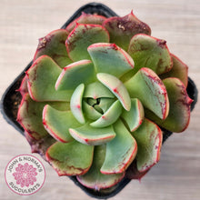 Load image into Gallery viewer, Echeveria Secunda x Puebla