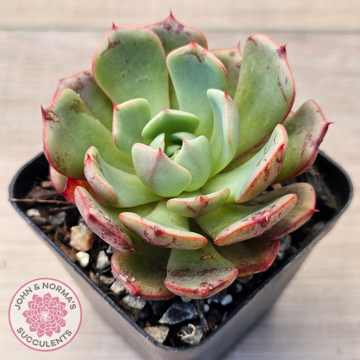 Echeveria Secunda x Puebla
