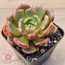 Load image into Gallery viewer, Echeveria Secunda x Puebla