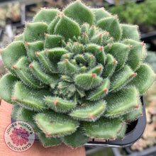 Load image into Gallery viewer, Echeveria setosa 'Glitters' (multi)