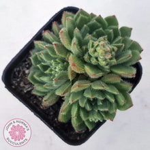 Load image into Gallery viewer, Echeveria setosa 'Glitters' (multi)