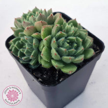 Load image into Gallery viewer, Echeveria setosa 'Glitters' (multi)