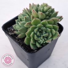 Load image into Gallery viewer, Echeveria setosa 'Glitters' (multi)