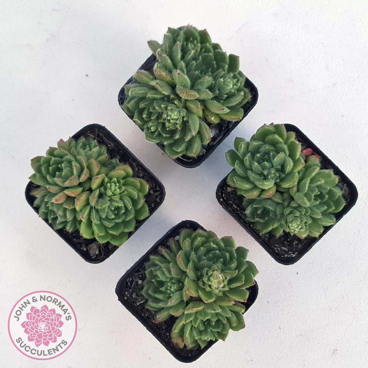 Echeveria setosa 'Glitters' (multi)