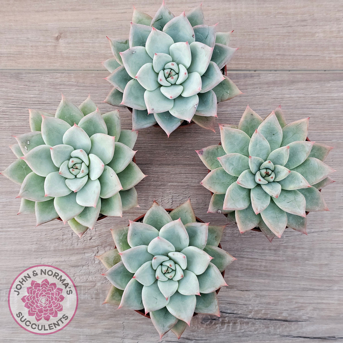 Echeveria 'Shakino'