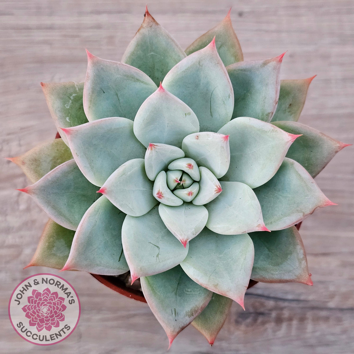 Echeveria 'Shakino'