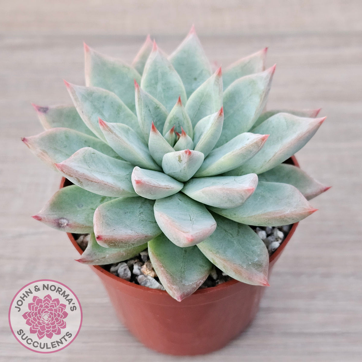 Echeveria 'Shakino'
