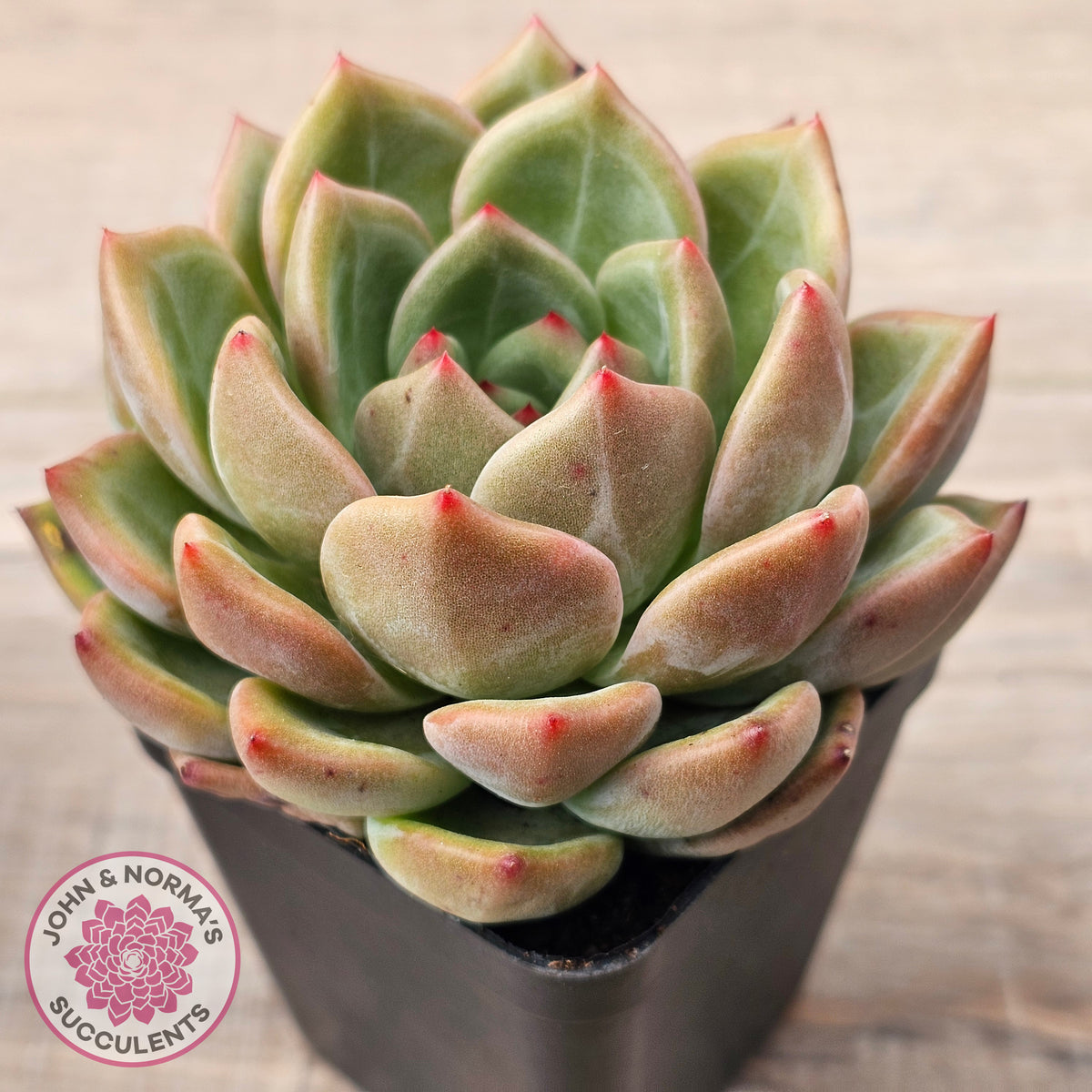 Echeveria 'Shallot Champagne' - Lg