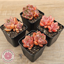 Load image into Gallery viewer, Echeveria 'Shallot Champagne' - Lg