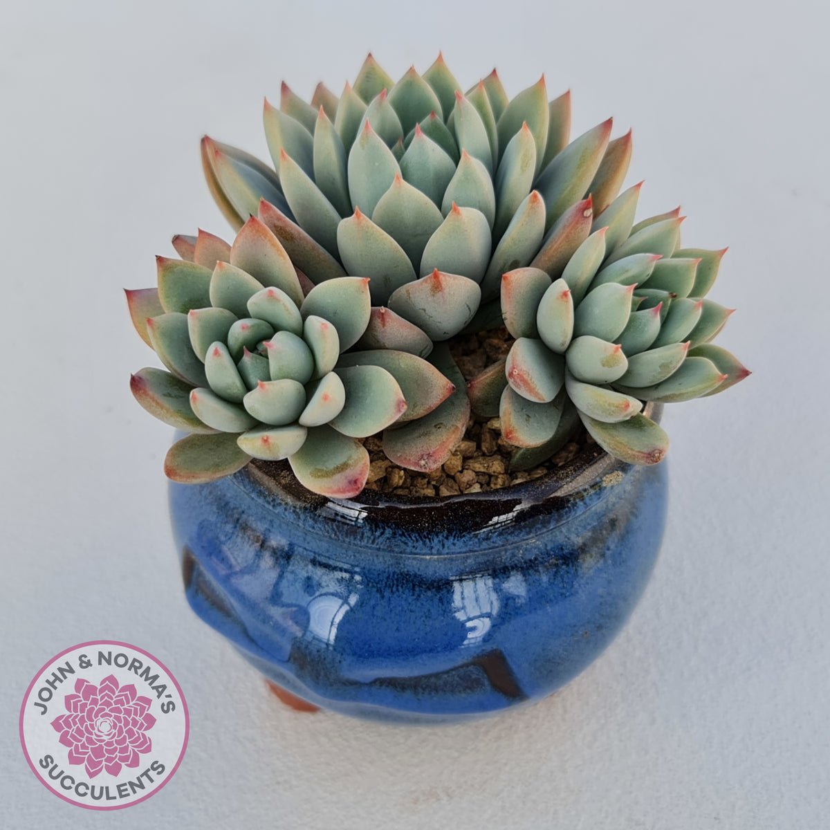 Echeveria Shanghai Lady