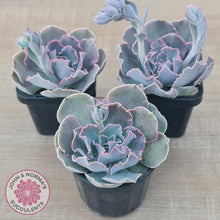 Load image into Gallery viewer, Echeveria Shaviana Hime