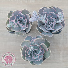 Load image into Gallery viewer, Echeveria Shaviana Hime