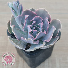 Load image into Gallery viewer, Echeveria Shaviana Hime