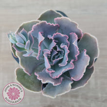 Load image into Gallery viewer, Echeveria Shaviana Hime