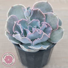 Load image into Gallery viewer, Echeveria Shaviana Hime