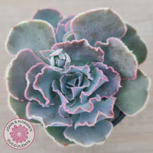 Load image into Gallery viewer, Echeveria Shaviana Hime