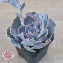 Load image into Gallery viewer, Echeveria Shaviana Hime