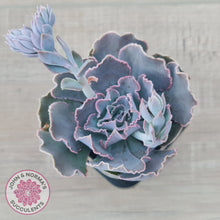 Load image into Gallery viewer, Echeveria Shaviana Hime