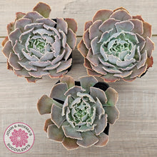 Load image into Gallery viewer, Echeveria Shaviana Hime