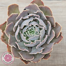Load image into Gallery viewer, Echeveria Shaviana Hime