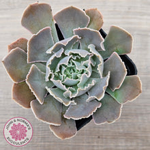 Load image into Gallery viewer, Echeveria Shaviana Hime