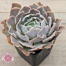 Load image into Gallery viewer, Echeveria Shaviana Hime