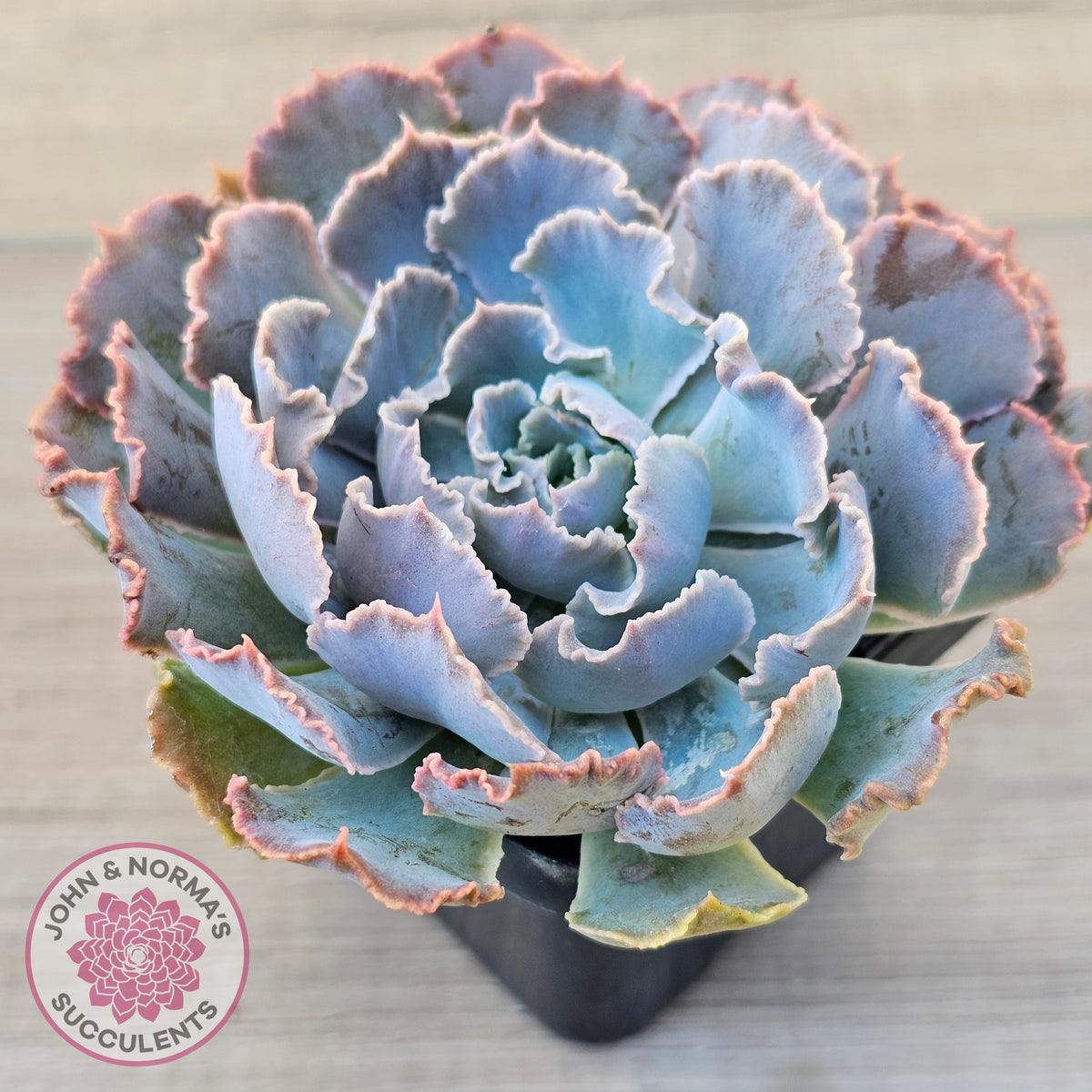 Echeveria Shaviana 'Truffles'