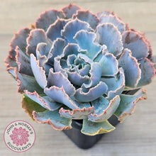 Load image into Gallery viewer, Echeveria Shaviana 'Truffles'