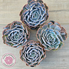 Load image into Gallery viewer, Echeveria Shaviana 'Truffles'