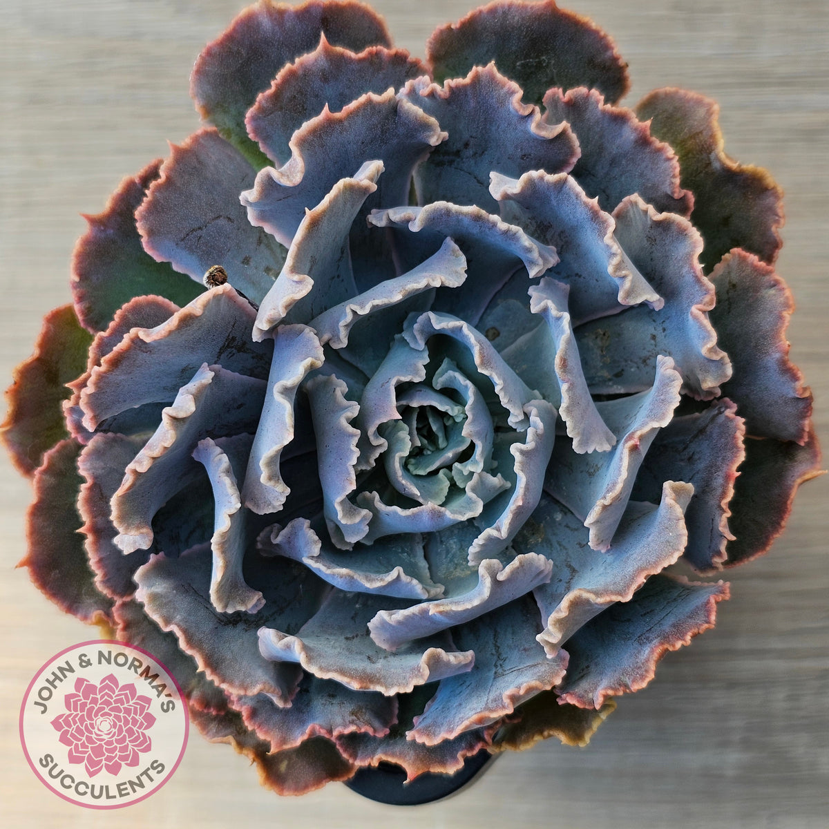 Echeveria Shaviana 'Truffles'