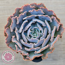 Load image into Gallery viewer, Echeveria Shaviana 'Truffles'