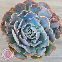 Load image into Gallery viewer, Echeveria Shaviana 'Truffles'