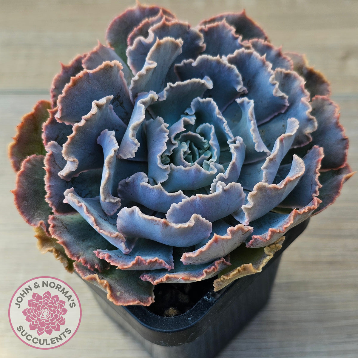 Echeveria Shaviana 'Truffles'