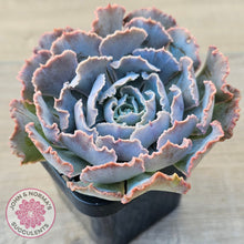 Load image into Gallery viewer, Echeveria Shaviana 'Truffles'