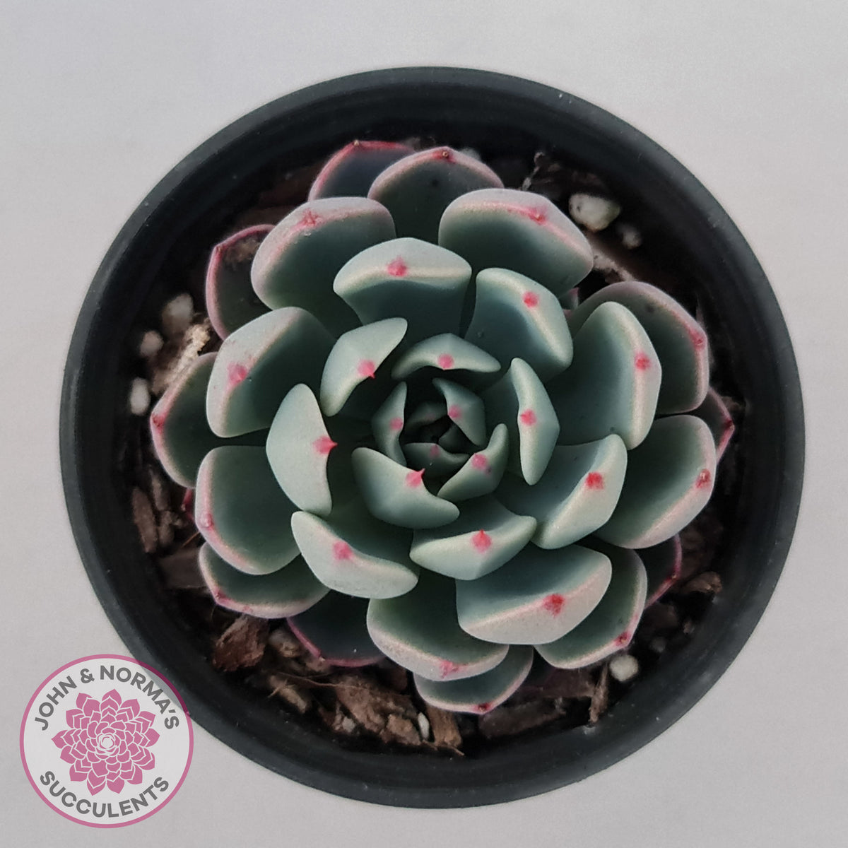 Echeveria 'Shichifuku Bini'