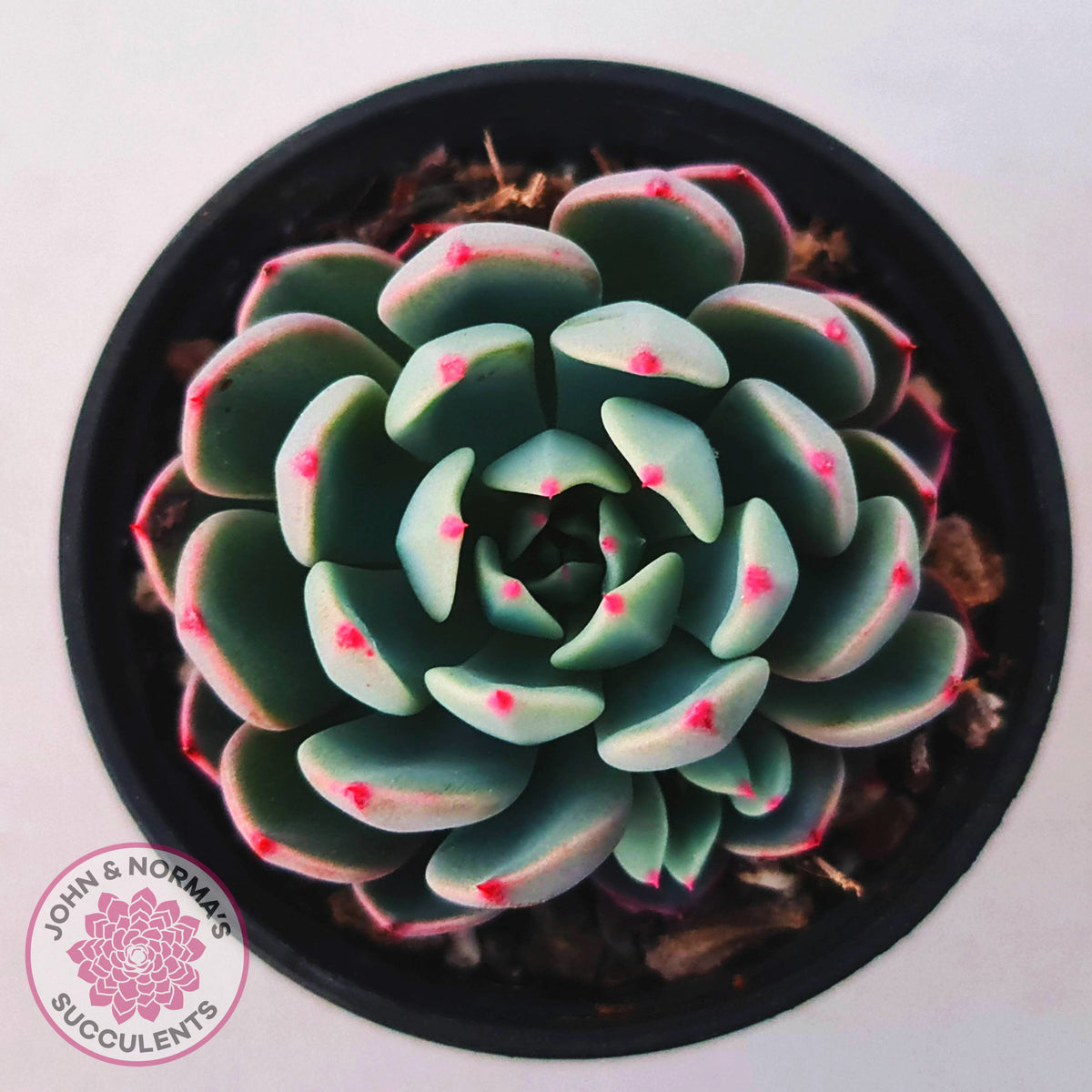 Echeveria 'Shichifuku Bini'