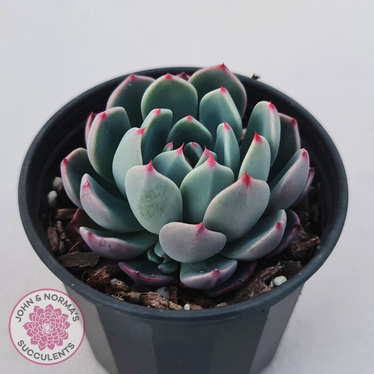 Echeveria 'Shichifuku Bini'