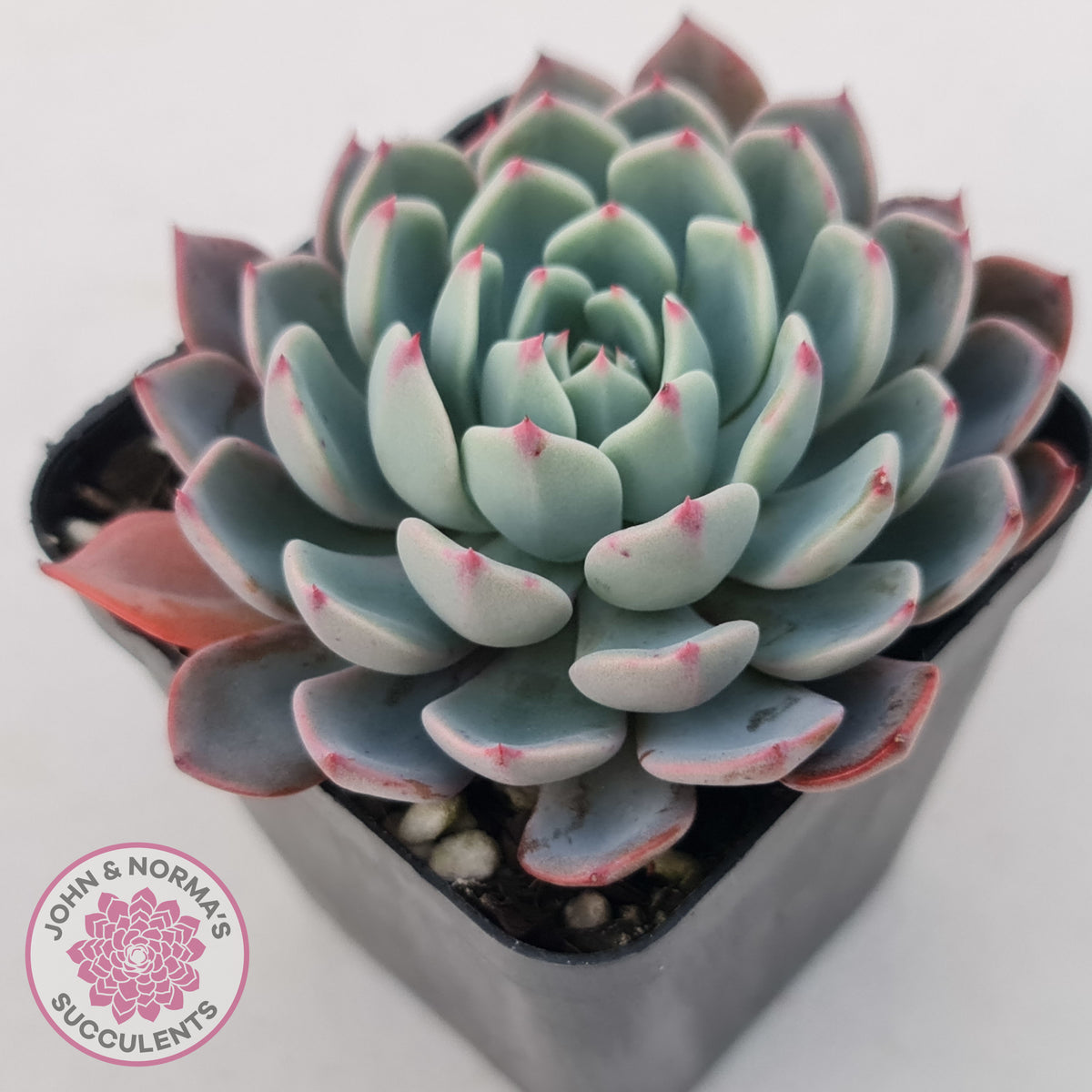 Echeveria 'Shichifuku Bini'