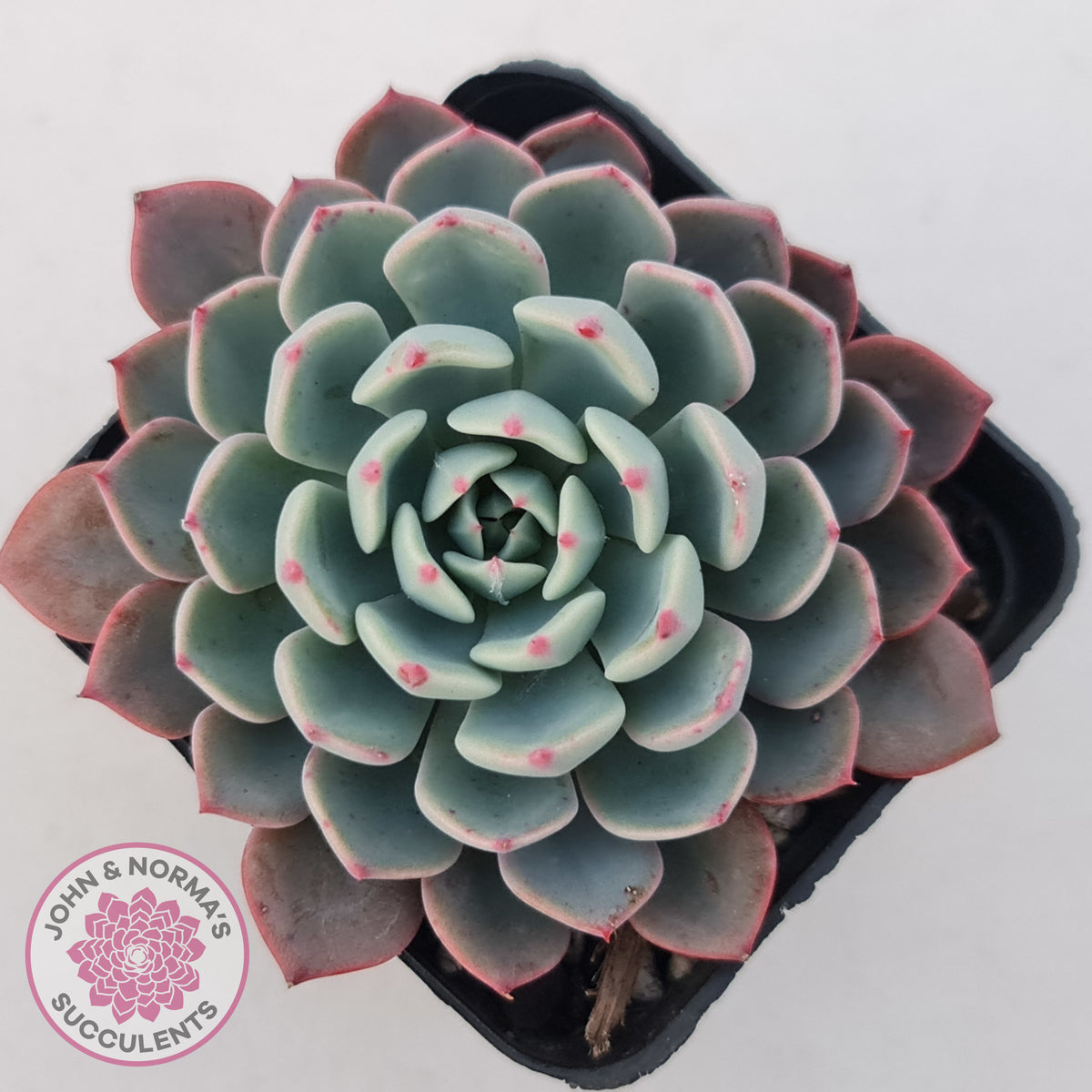 Echeveria 'Shichifuku Bini'