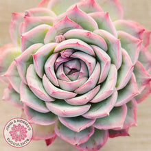 Load image into Gallery viewer, Echeveria Silhouette