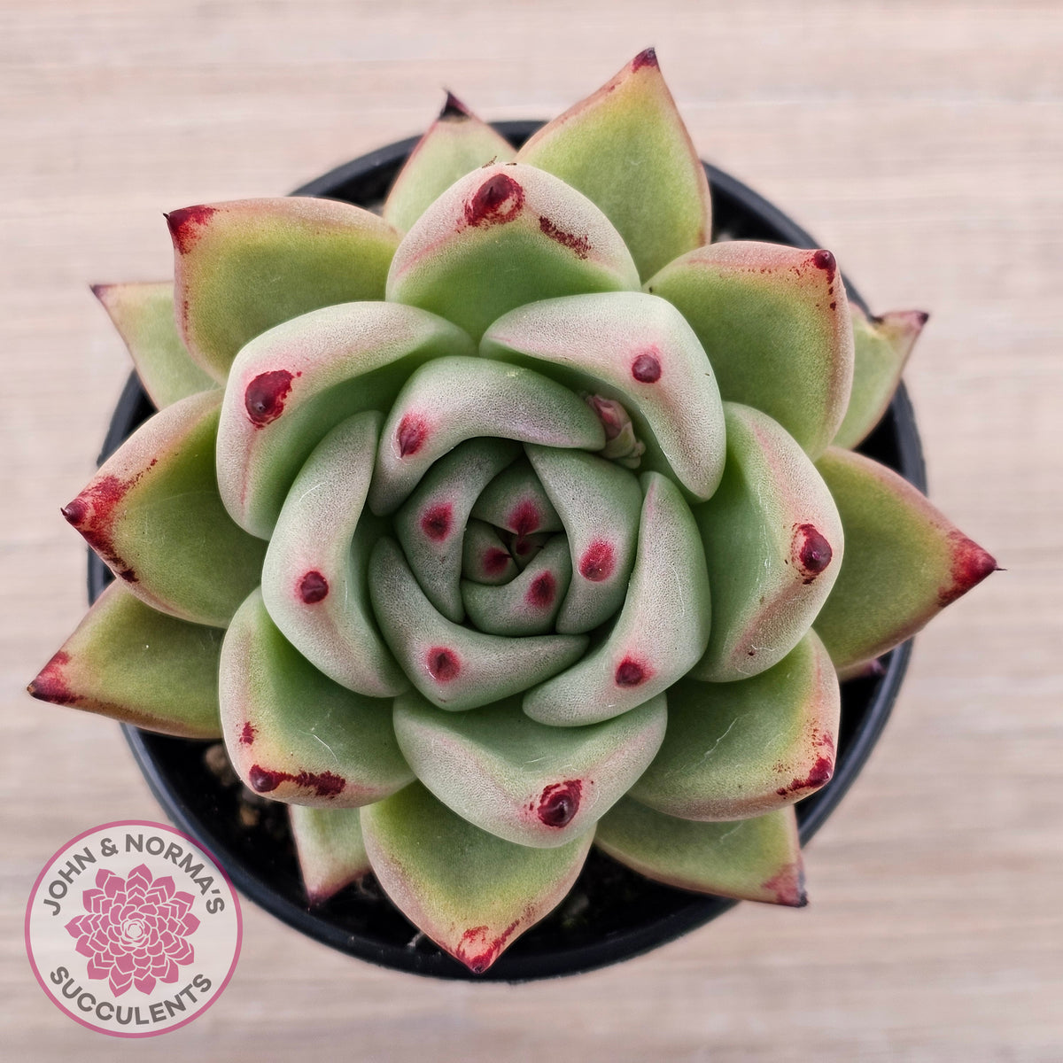 Echeveria agavoides 'Sirius'