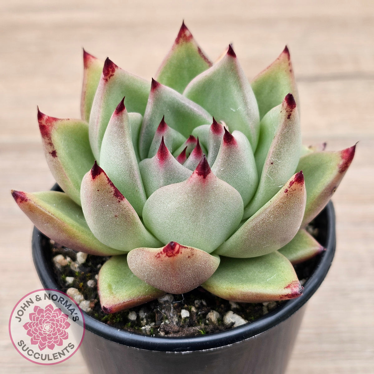 Echeveria agavoides 'Sirius'