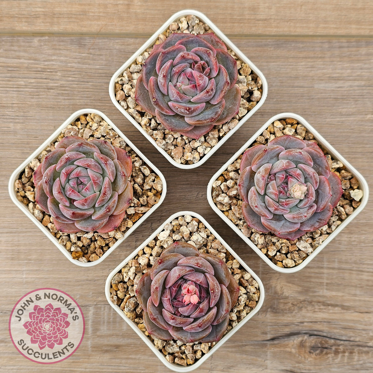 Echeveria 'Snow Monroe'