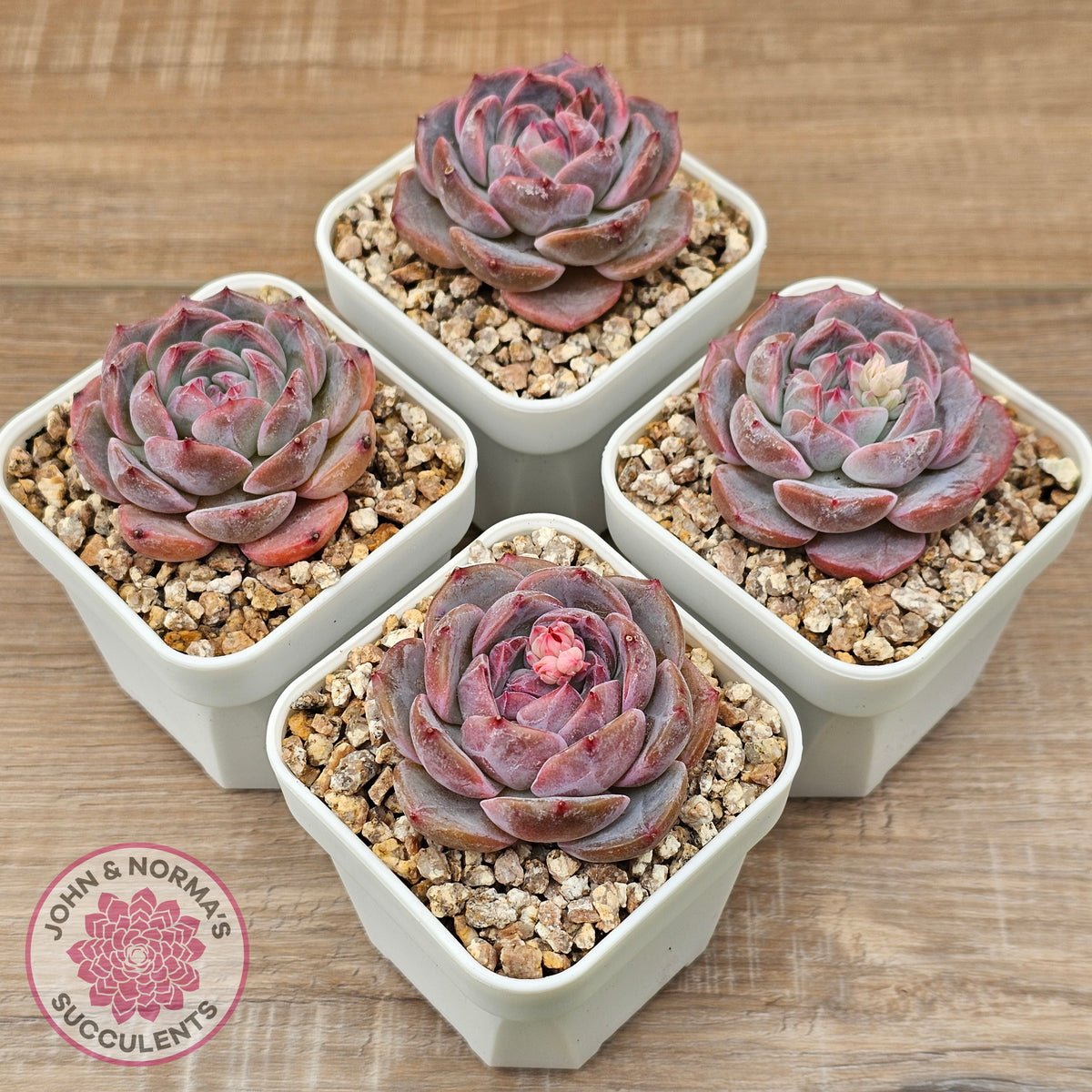 Echeveria 'Snow Monroe'