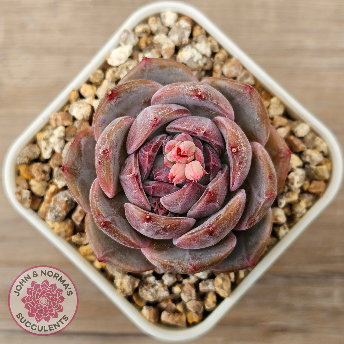 Echeveria 'Snow Monroe'
