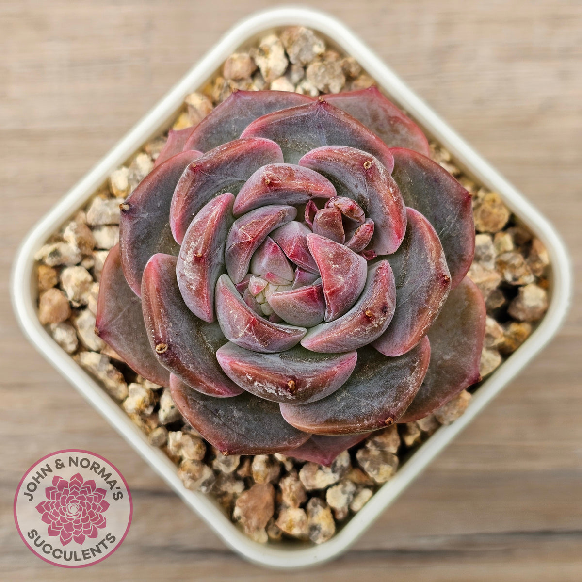Echeveria 'Snow Monroe'