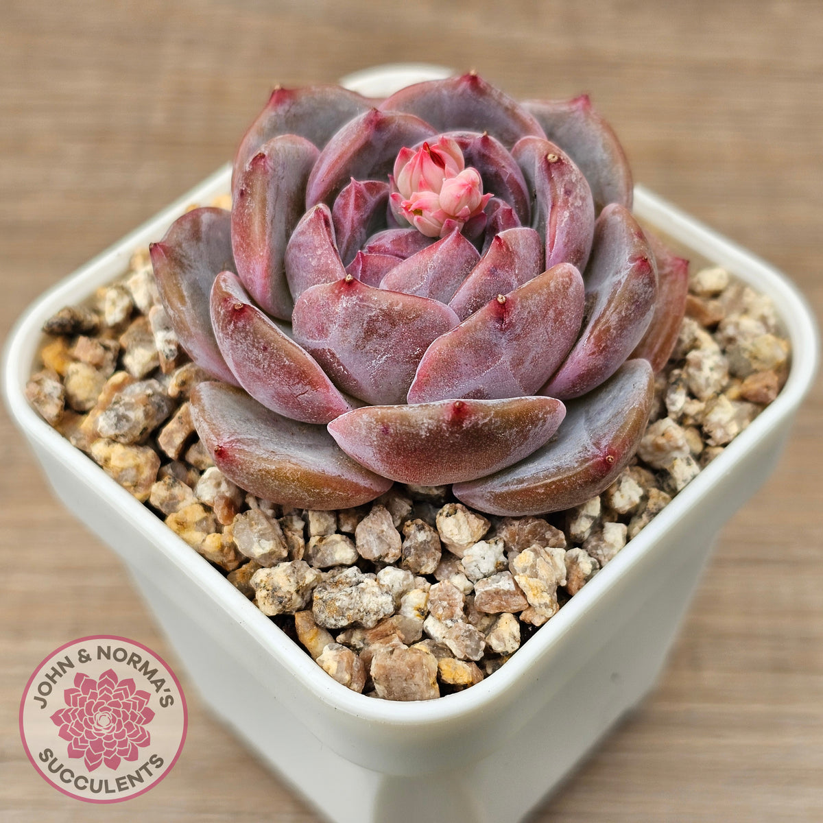 Echeveria 'Snow Monroe'