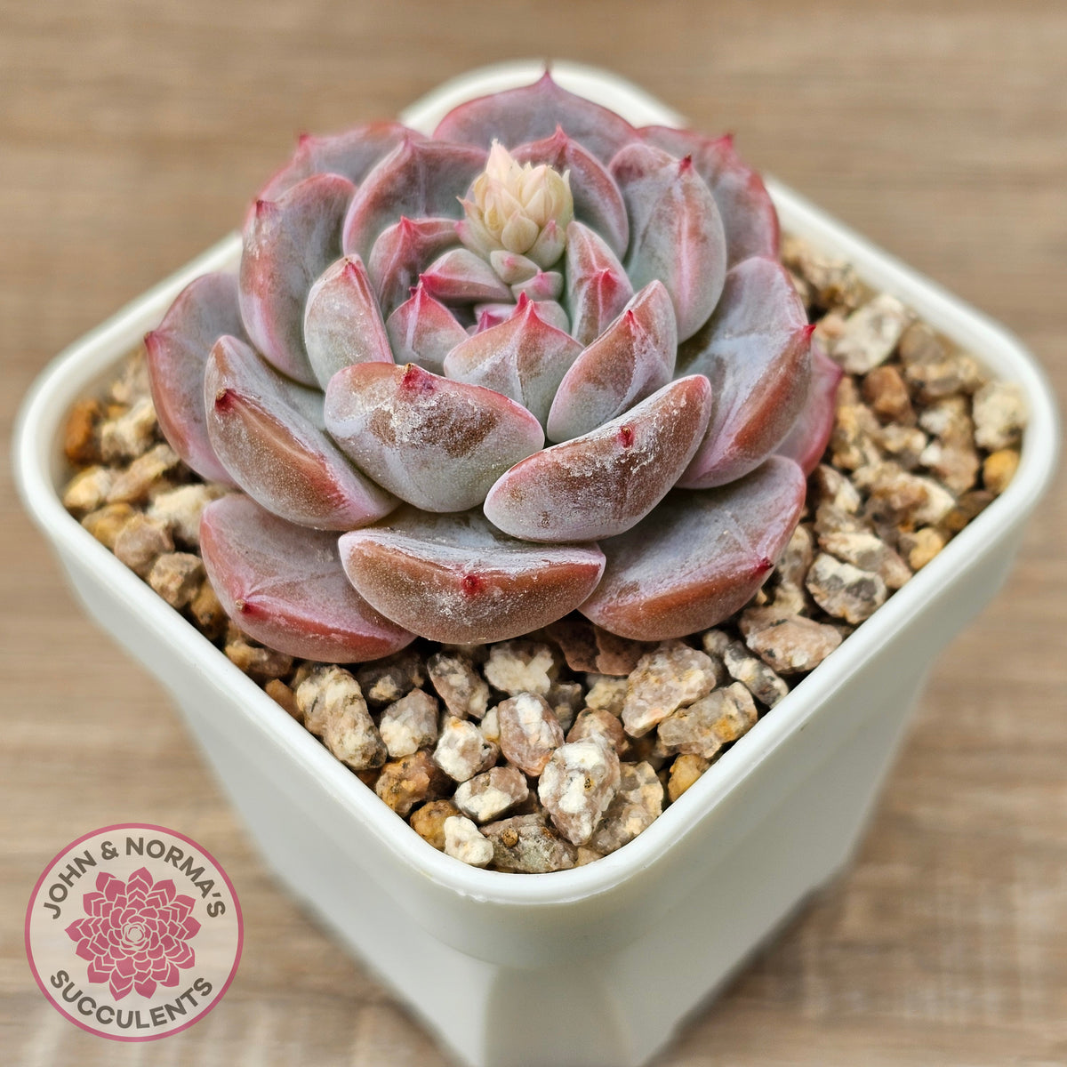 Echeveria 'Snow Monroe'
